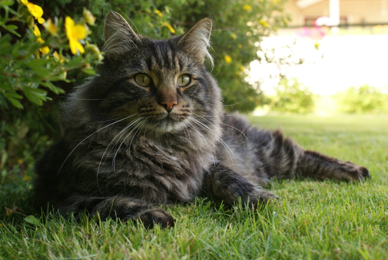 Thinking Of Getting A Maine Coon? Here Are 7 Pros And Cons