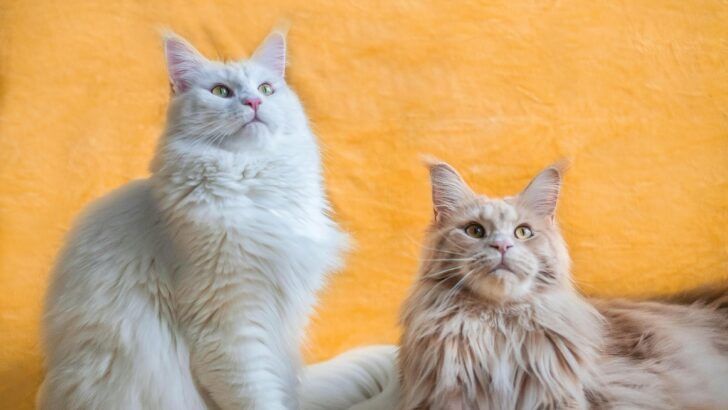 Thinking Of Getting A Maine Coon? Here Are 7 Pros And Cons