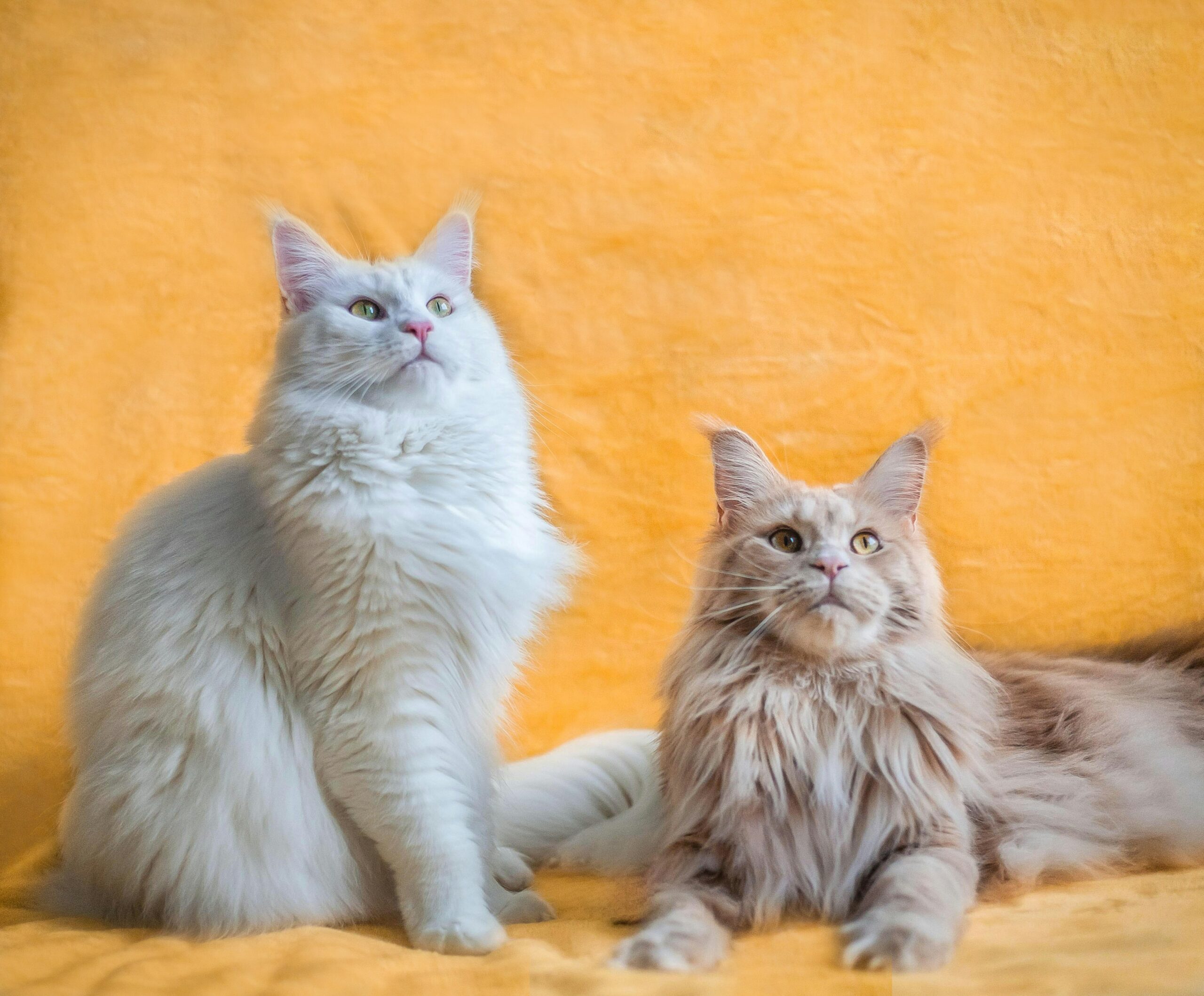 Thinking Of Getting A Maine Coon? Here Are 7 Pros And Cons