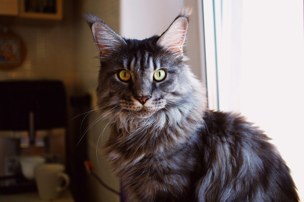 Thinking Of Getting A Maine Coon? Here Are 7 Pros And Cons