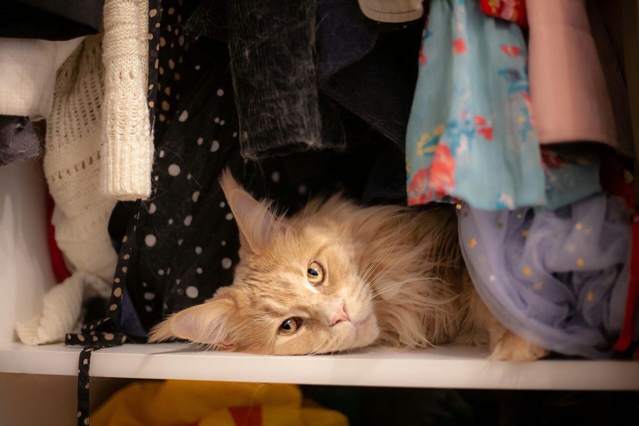 Thinking Of Getting A Maine Coon? Here Are 7 Pros And Cons