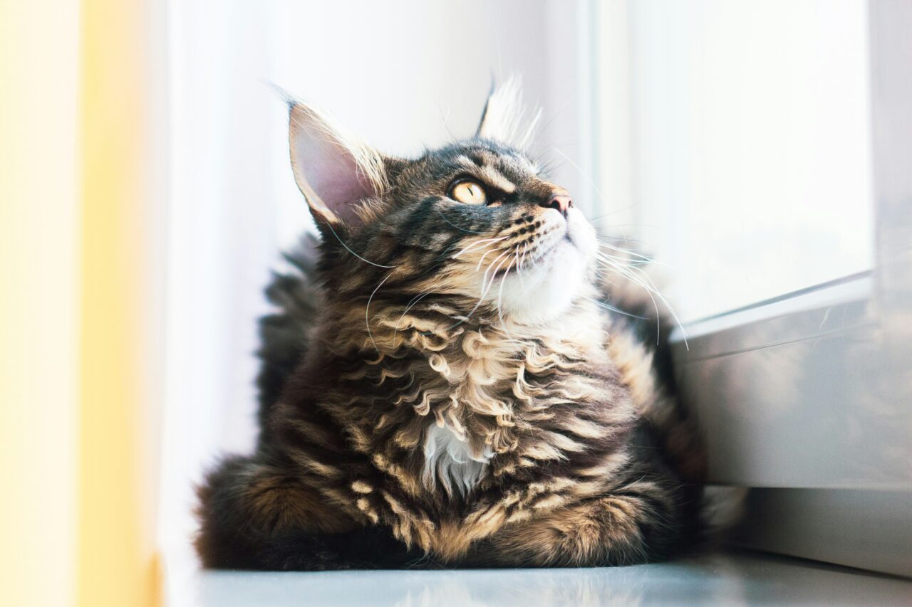 Thinking Of Getting A Maine Coon? Here Are 7 Pros And Cons