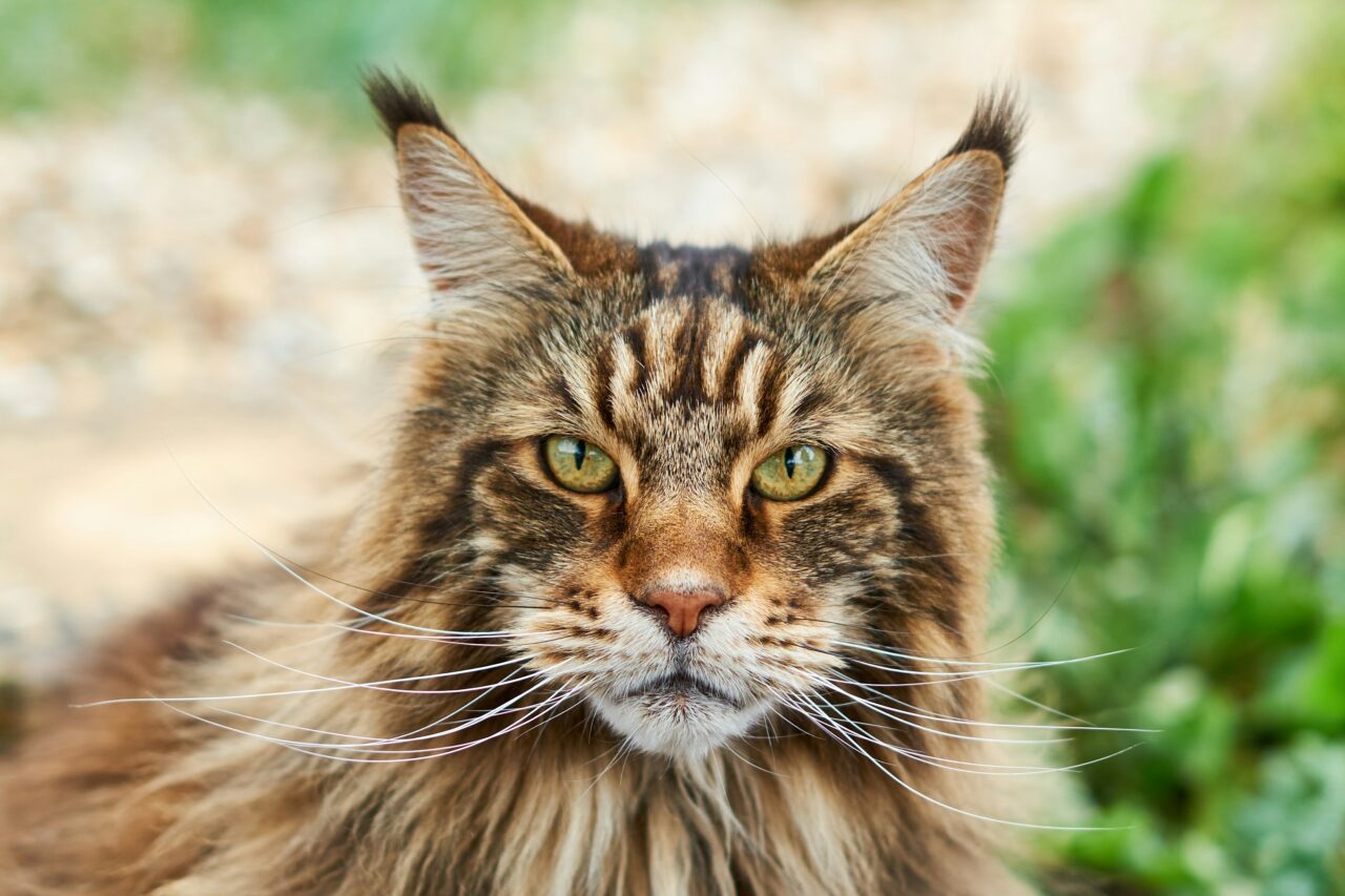 Thinking Of Getting A Maine Coon? Here Are 7 Pros And Cons