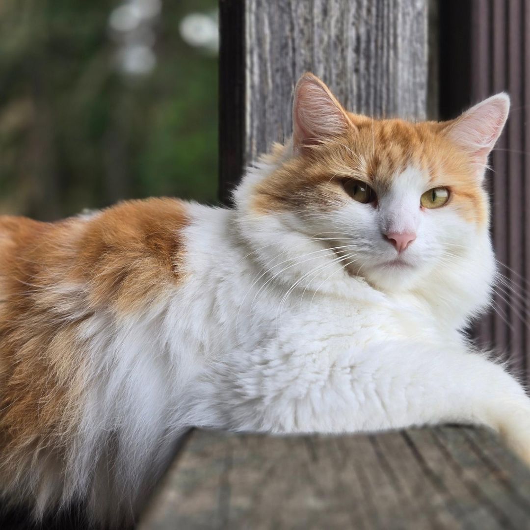 Meet 9 Talkative Cat Breeds That Will Steal Your Heart With Their Chatter