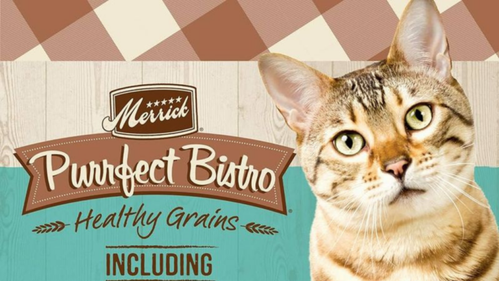 What’s The Best Food For Bengal Cats? 15 Paw-Licking Picks