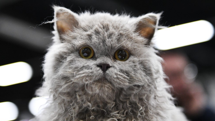 Curl Craze: The Pawesome World Of Cats With Curly Hair