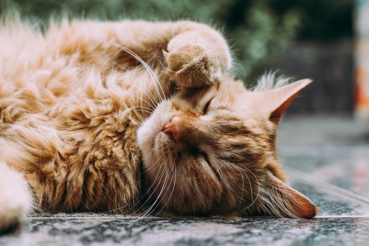 8 Benefits of Adopting a Senior Cat