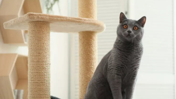 Why Your Cat Needs a Cat Tree – 15 Health Benefits