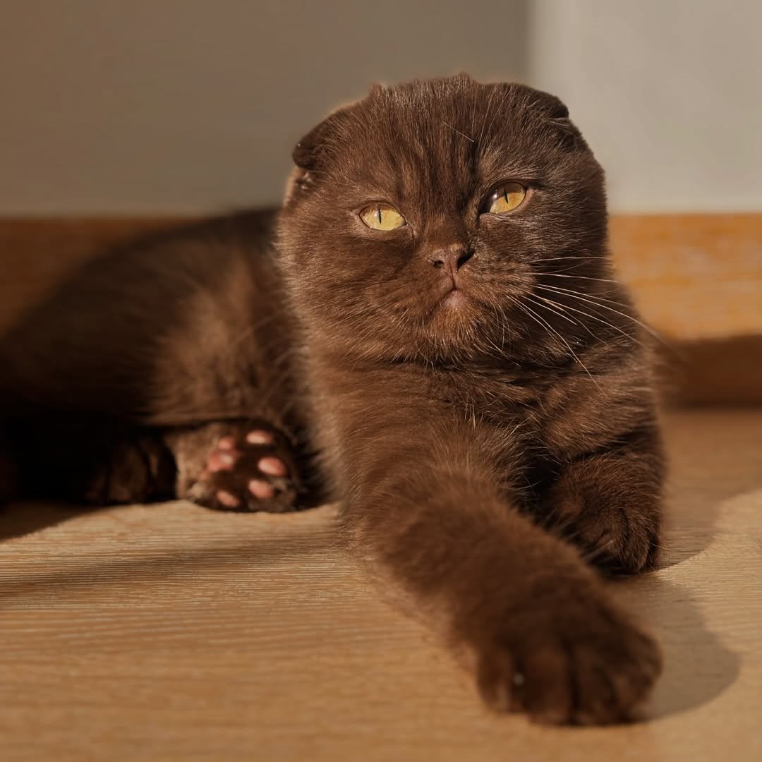 12 Mesmerizing Rare Cat Colors That Will Make You Do a Double Take