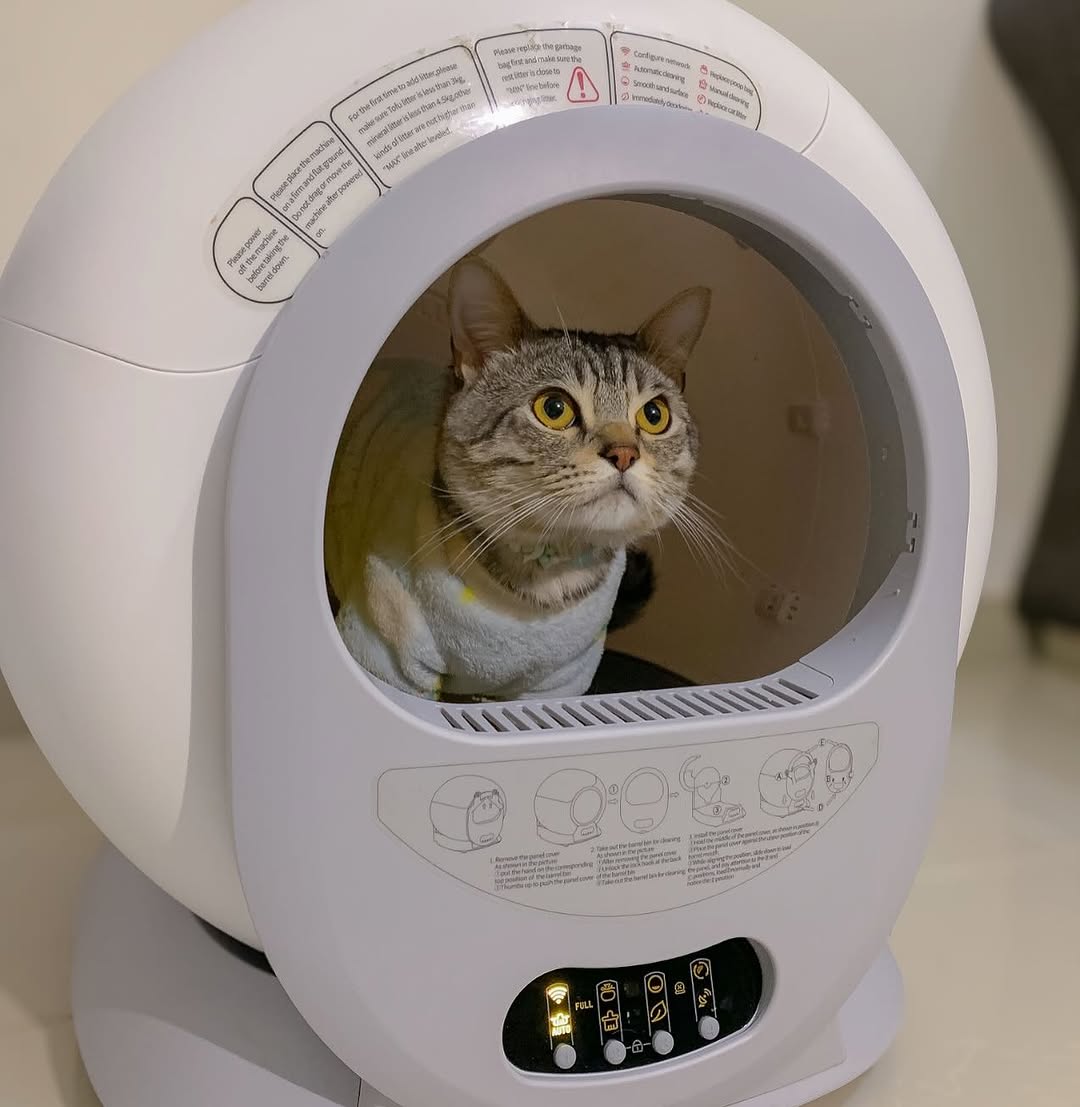 5 Ways Smart Gadgets Are Making Life Better for Cats (and Their Humans)