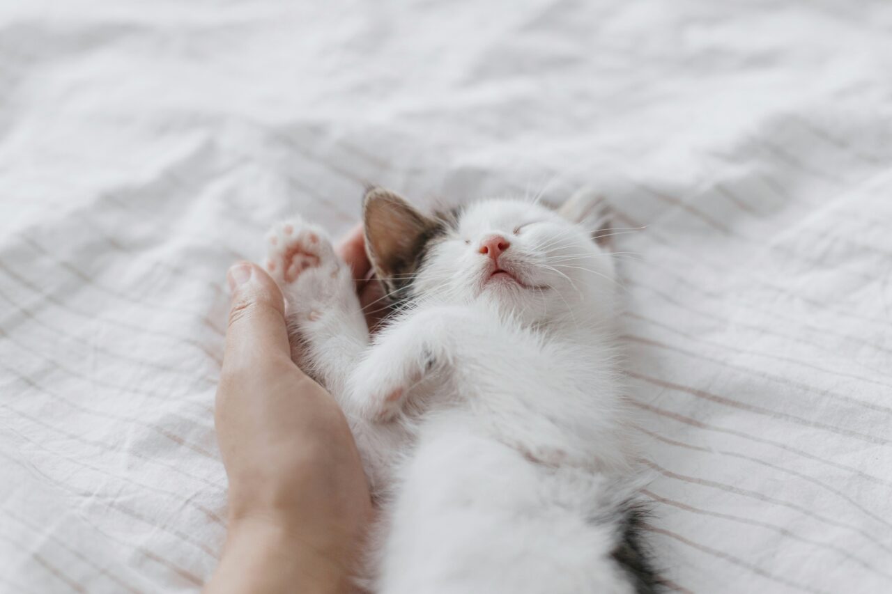 5 Surprising Benefits of Cats for Your Emotional Health