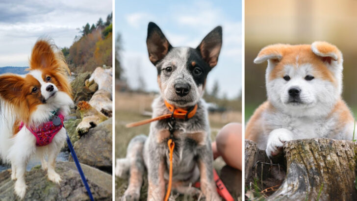 10 Adorable Dogs with Pointy Ears You Can’t Help but Love