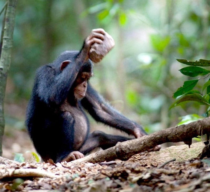 10 Amazing Animals That Use Tools in the Wild