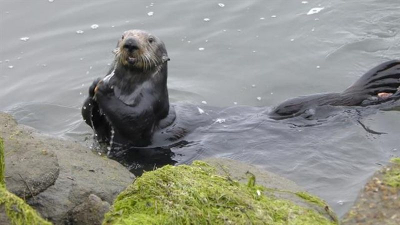 10 Amazing Animals That Use Tools in the Wild