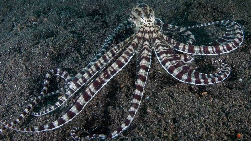 10 Amazing Facts About Octopuses That Prove They’re Genius Creatures