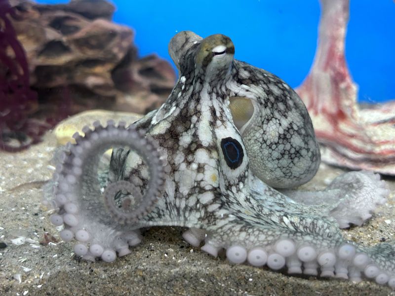 10 Amazing Facts About Octopuses That Prove They’re Genius Creatures