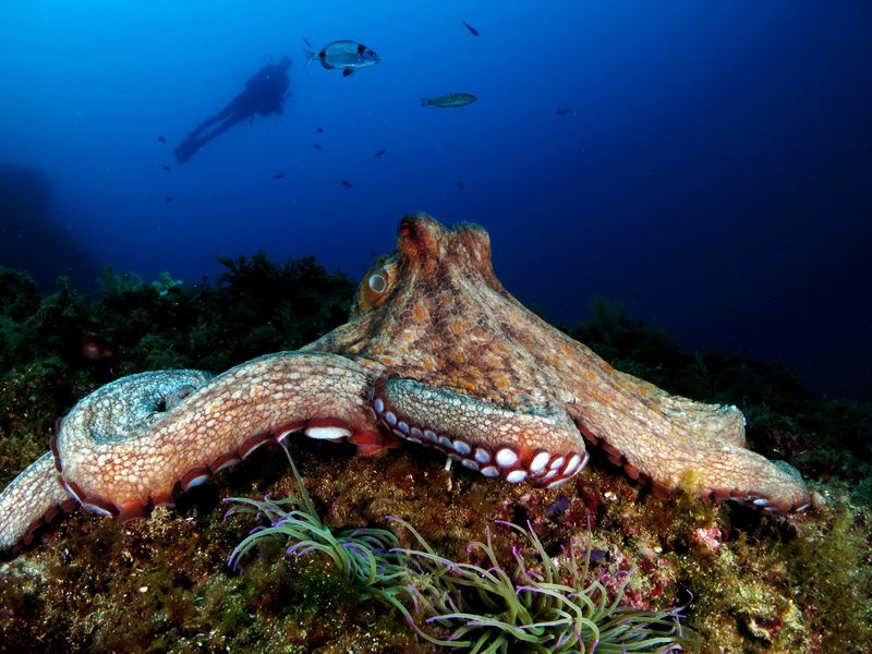 10 Amazing Facts About Octopuses That Prove They’re Genius Creatures