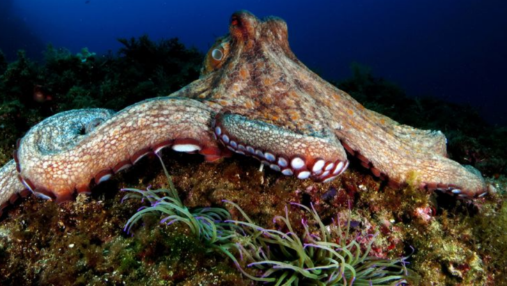 10 Amazing Facts About Octopuses That Prove They’re Genius Creatures