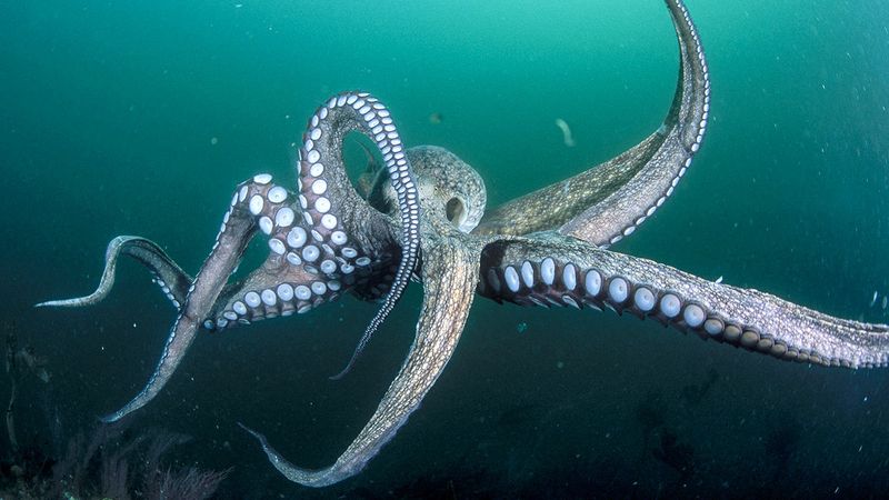 10 Amazing Facts About Octopuses That Prove They’re Genius Creatures