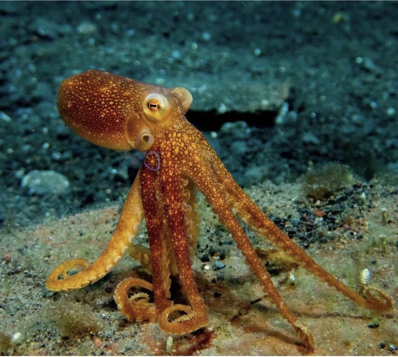 10 Amazing Facts About Octopuses That Prove They’re Genius Creatures