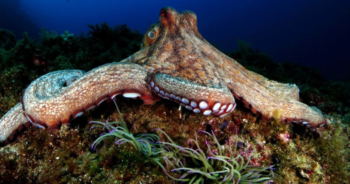 10 Amazing Facts About Octopuses That Prove They’re Genius Creatures