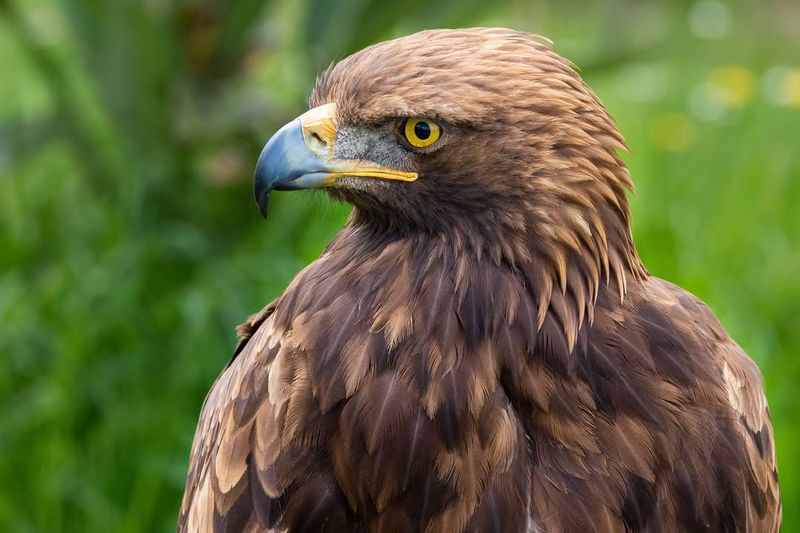 10 Astonishing Birds of Prey That Rule the Skies