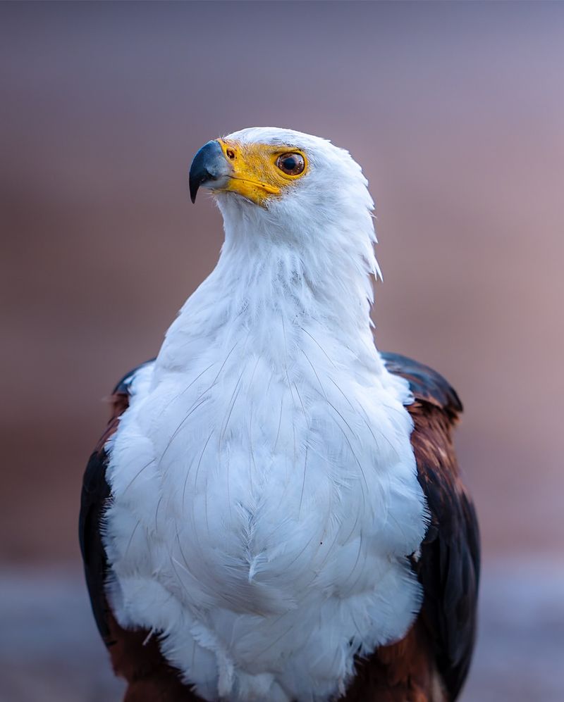 10 Astonishing Birds of Prey That Rule the Skies