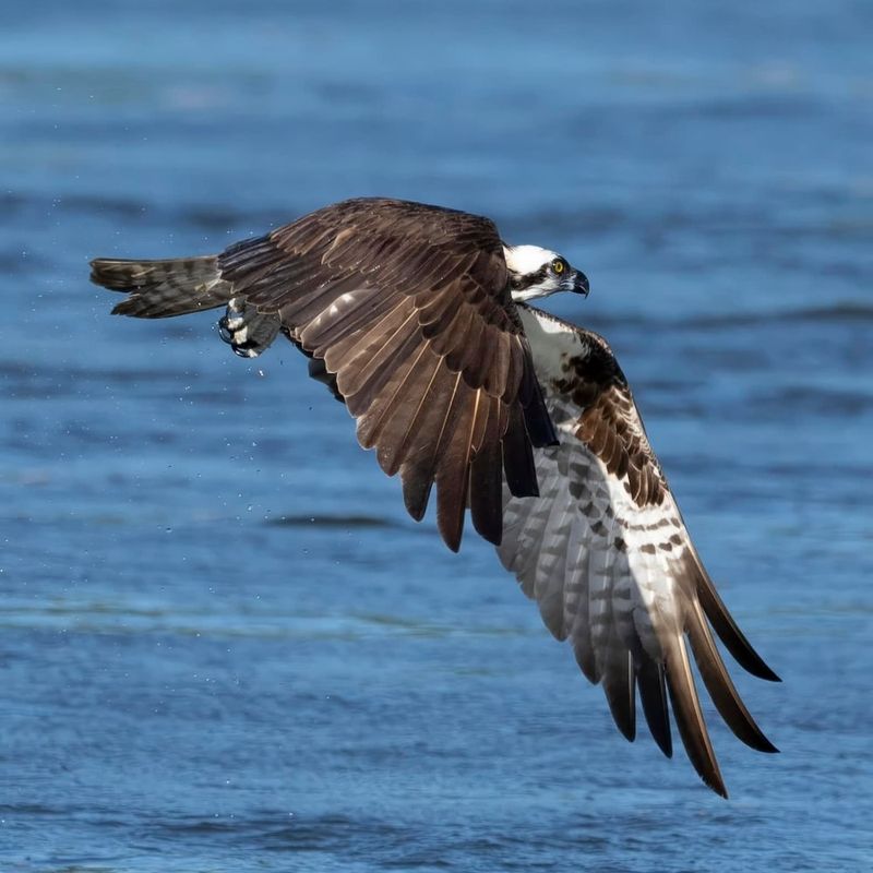 10 Astonishing Birds of Prey That Rule the Skies