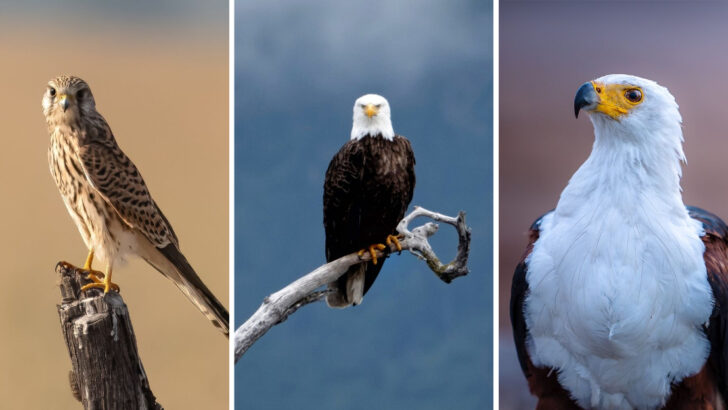 10 Astonishing Birds of Prey That Rule the Skies