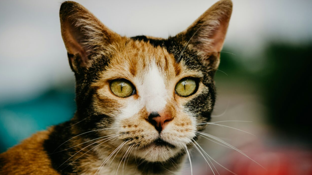 10 Astounding Facts That Prove Calico Cats Are Truly Special