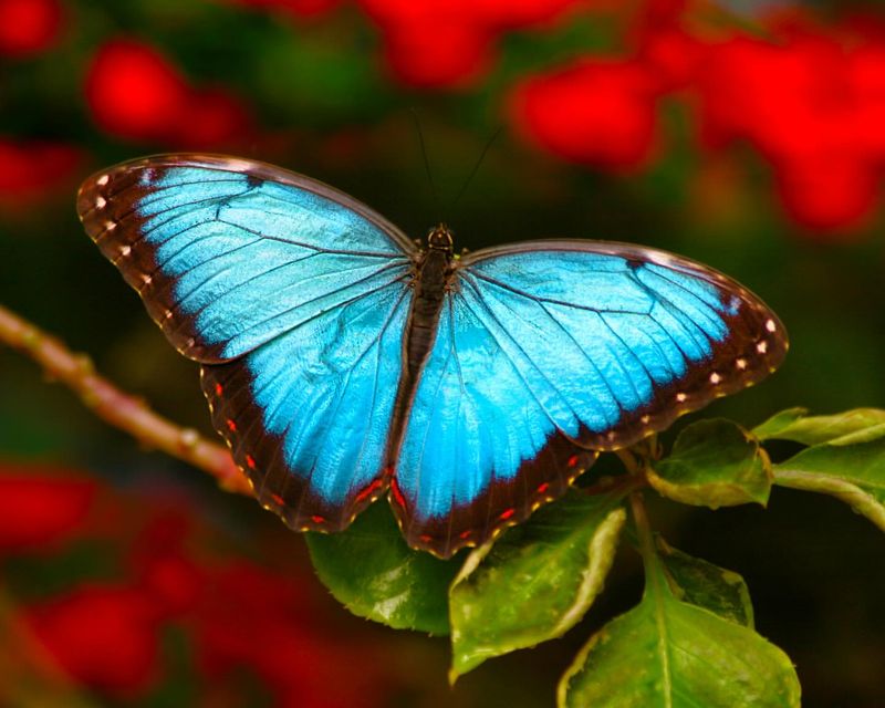 10 Beautiful Butterfly Colors and Their Hidden Meanings Explained