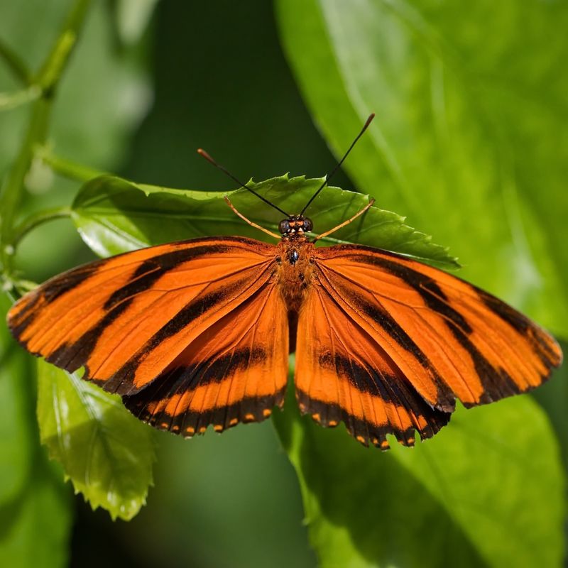 10 Beautiful Butterfly Colors and Their Hidden Meanings Explained