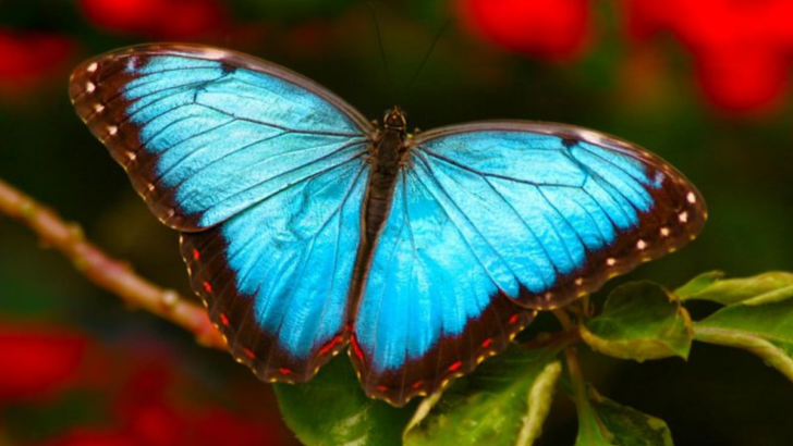 10 Beautiful Butterfly Colors and Their Hidden Meanings Explained