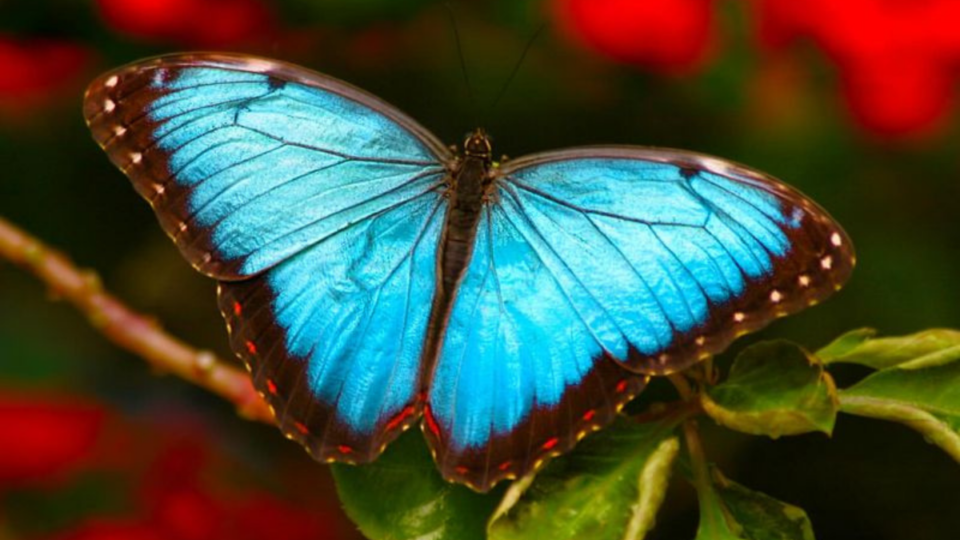 10 Beautiful Butterfly Colors And Their Hidden Meanings Explained 10-beautiful-butterfly-colors-and-their-hidden-meanings-explained