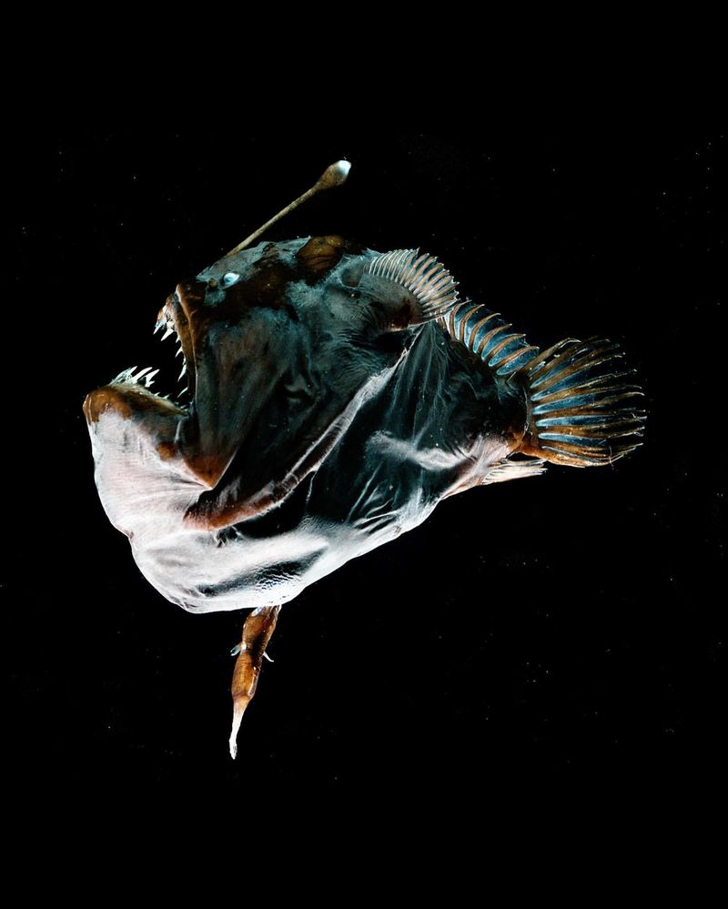 10 Bizarre Deep Sea Creatures That Look Like Sci-Fi Monsters