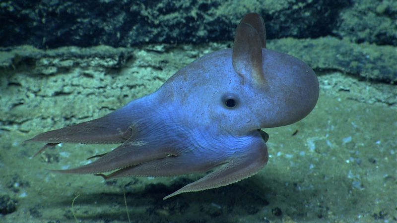 10 Bizarre Deep Sea Creatures That Look Like Sci-Fi Monsters