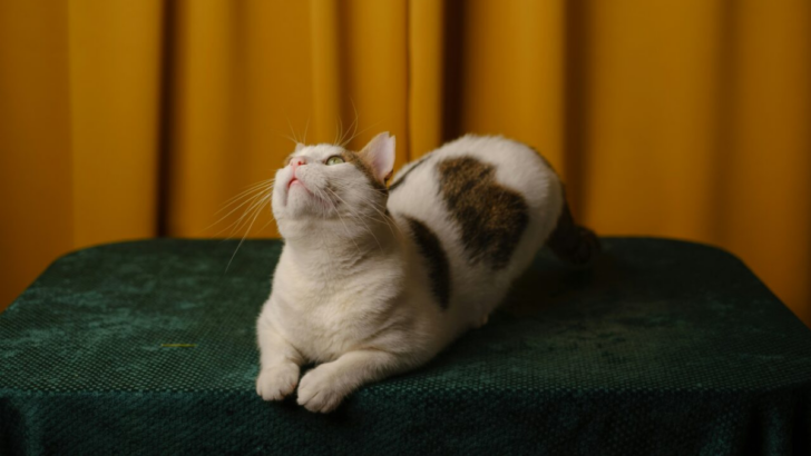 10 Cat Behaviors That Speak Louder Than a Meow