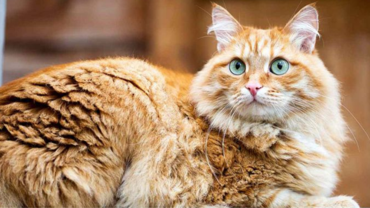 10 Cat Breeds Perfect for Dog Lovers