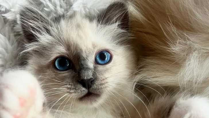 10 Cat Breeds Perfect for Every Family Dynamic