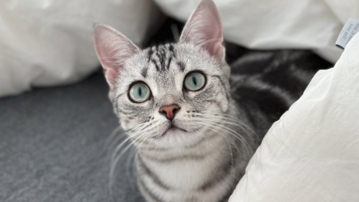 10 Cat Breeds That Are Perfect for First-Time Owners