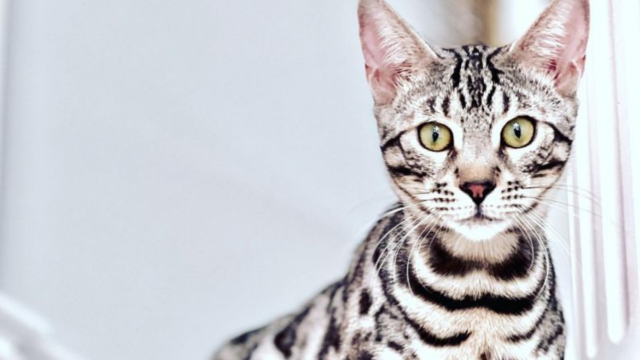 10 Cat Breeds That Don't Shed, Perfect for a Clean and Tidy Home