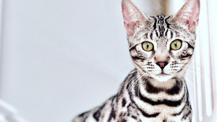 10 Cat Breeds That Don’t Shed, Perfect for a Clean and Tidy Home