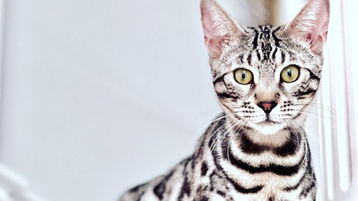 10 Cat Breeds That Don't Shed, Perfect for a Clean and Tidy Home