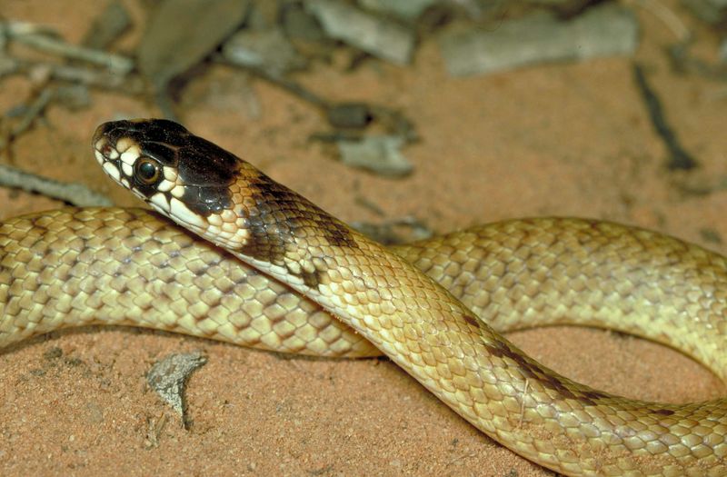 10 Common Myths About Snakes You Should Finally Stop Believing