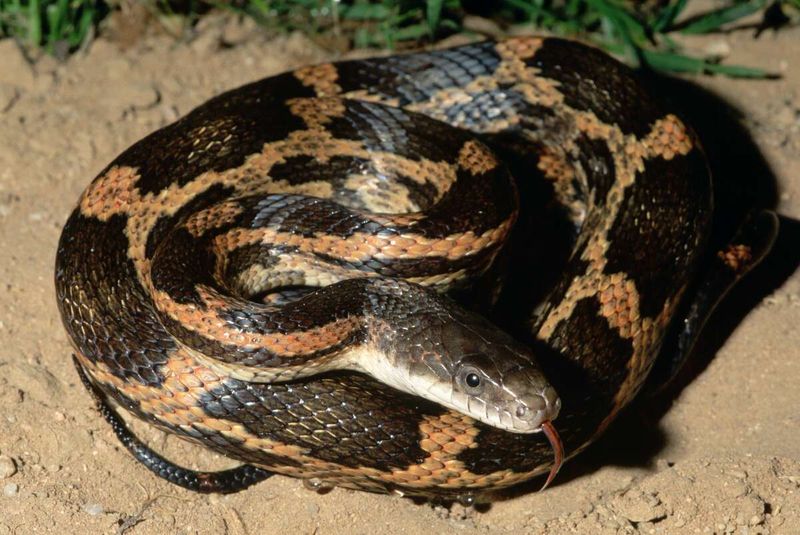 10 Common Myths About Snakes You Should Finally Stop Believing