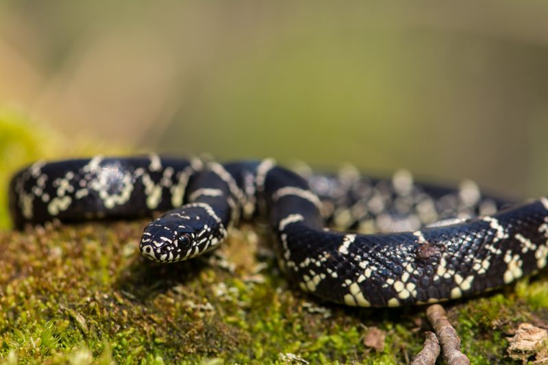 10 Common Myths About Snakes You Should Finally Stop Believing