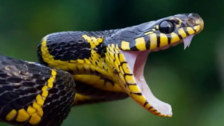 10 Common Myths About Snakes You Should Finally Stop Believing