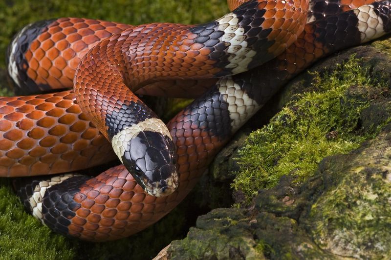 10 Common Myths About Snakes You Should Finally Stop Believing