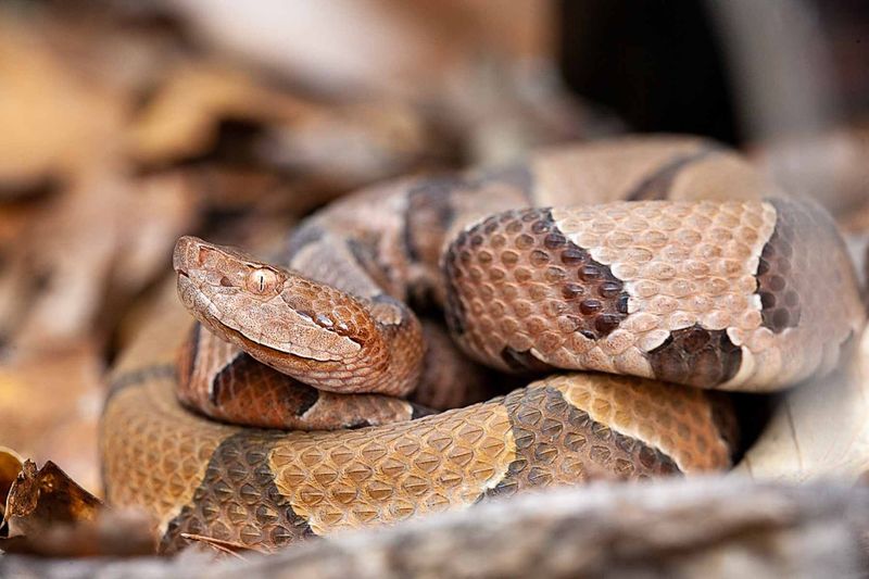 10 Common Myths About Snakes You Should Finally Stop Believing