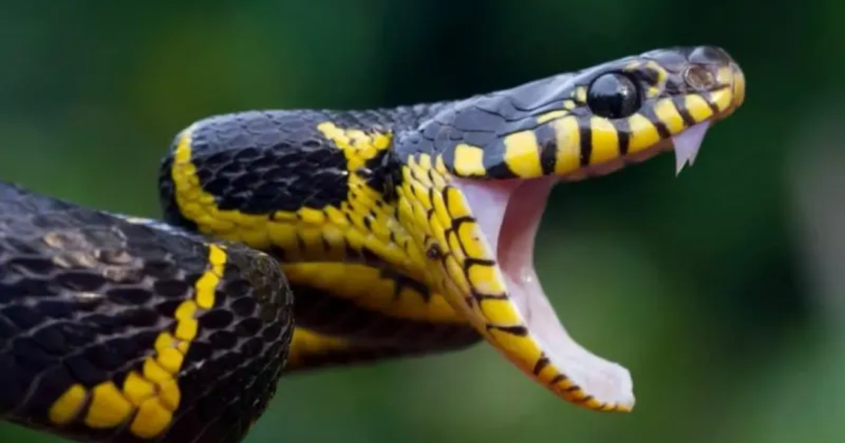 10 Common Myths About Snakes You Should Finally Stop Believing